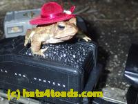 /home//u458753944/public_html/sourcegallery//Roxborough Toad Detour/2013-2019/2017/P4050678.JPG